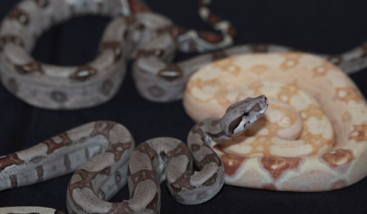 ibd snake